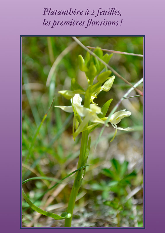 orchidéesc
