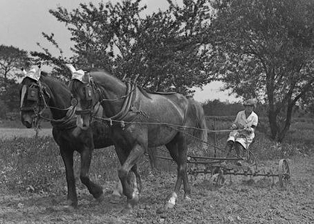 ww1-femmes-chevaux