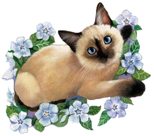 baby_cat_dans_les_fleurs_bleues