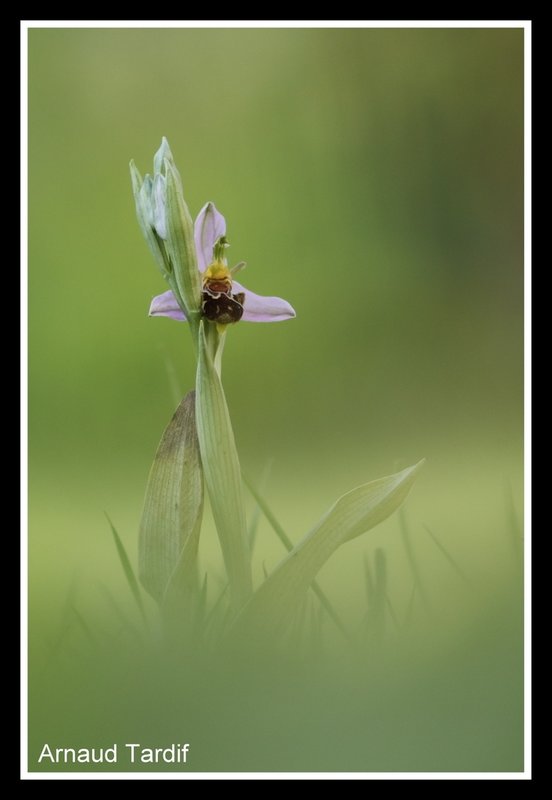 00985 Maison Mai 2020 - Ophrys Abeille - Pied 14