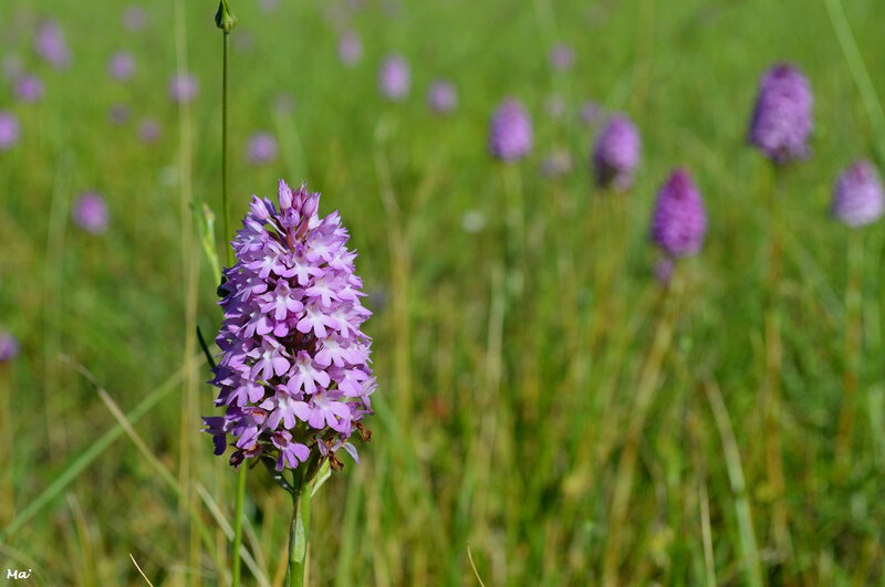 190612_orchis_pyramidal_1