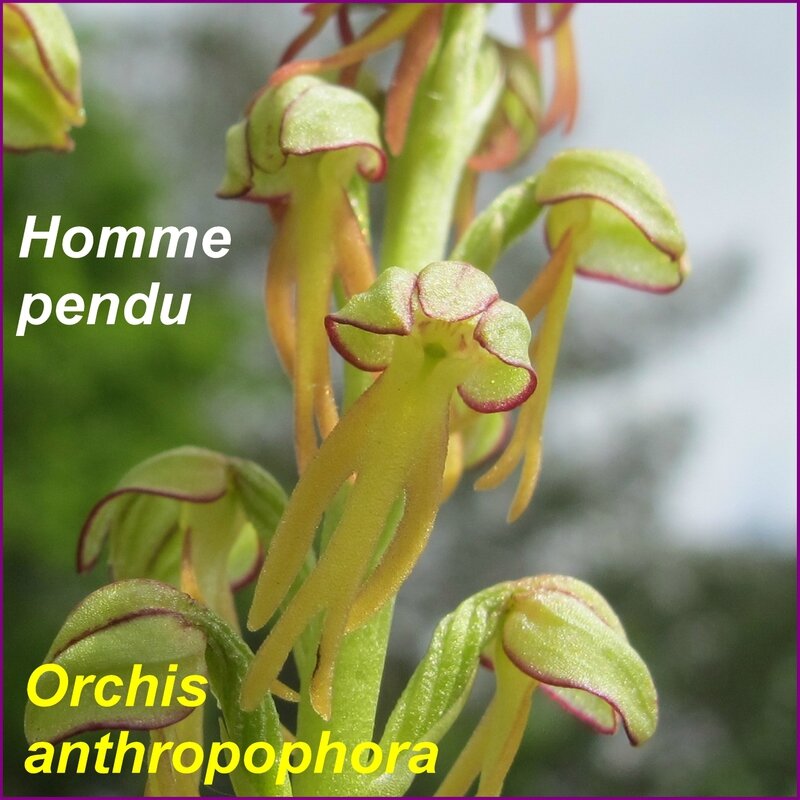 Orchis antropophora - comp