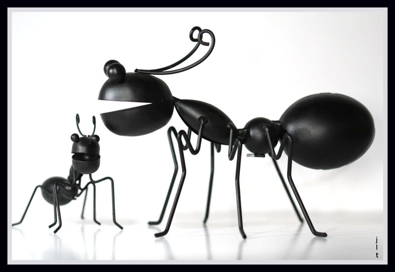 les fourmis 01