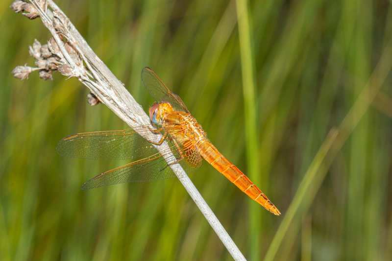 Crocothemis erythraea femelle_9469