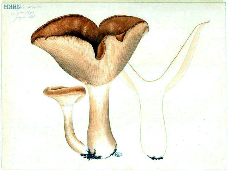 54 Clitocybe maxima (geotropa)