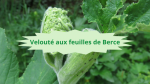 7 BERCEVelouté aux feuilles de Berce
