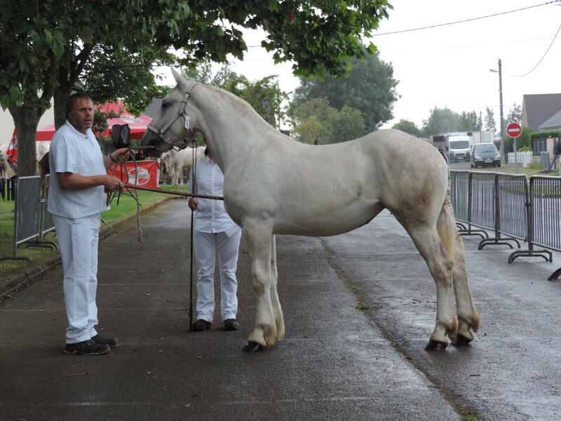 Idéale de Terwan - 14 Juillet 2019 - Concours Chevalin d'Arneke (59) - 3e (1an)