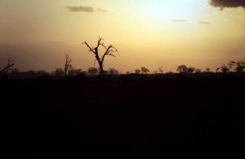 amboseli elephant ll