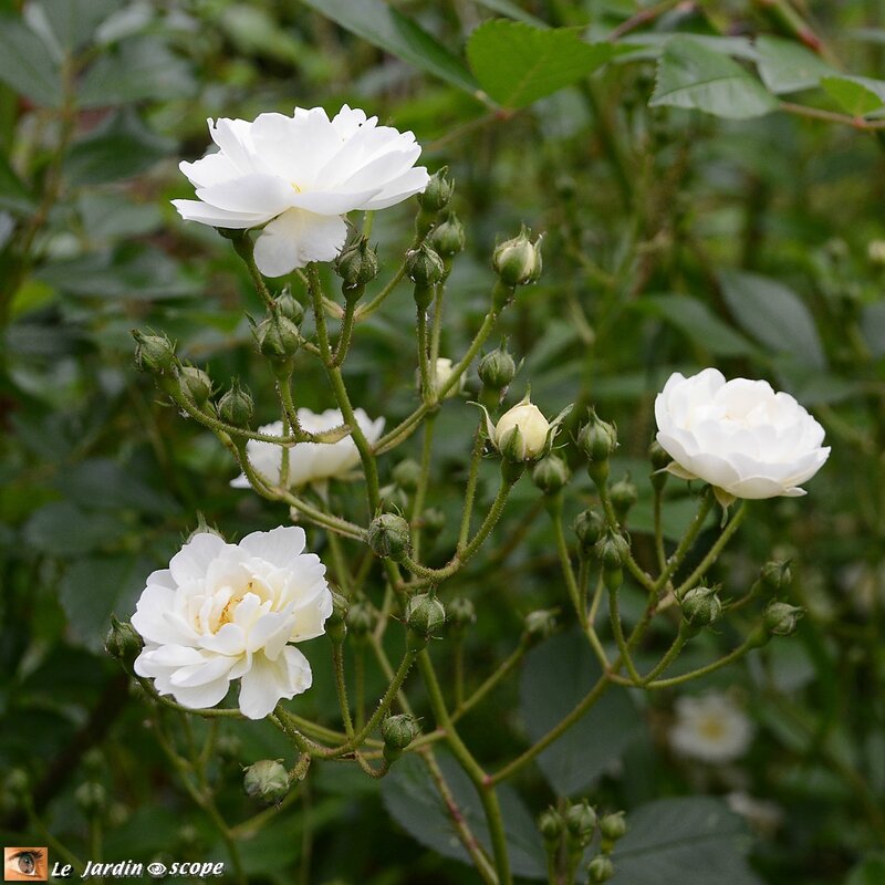 0022-Guirlande-d'Amour
