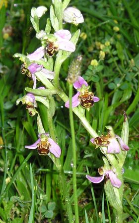 Ophrys_bourdon