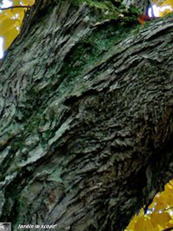 Noyer à écorce en lanières • Carya laciniosa • F. des Juglandaceae