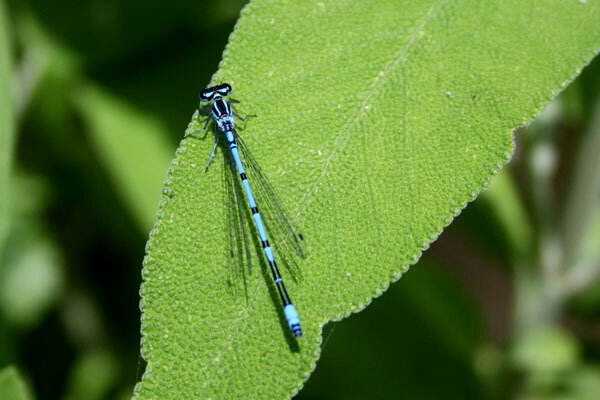 agrion jouvencelle