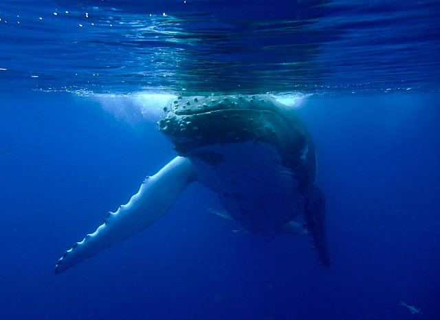Humpback_Whale-Megaptera_novaeangliae_(16793944076)
