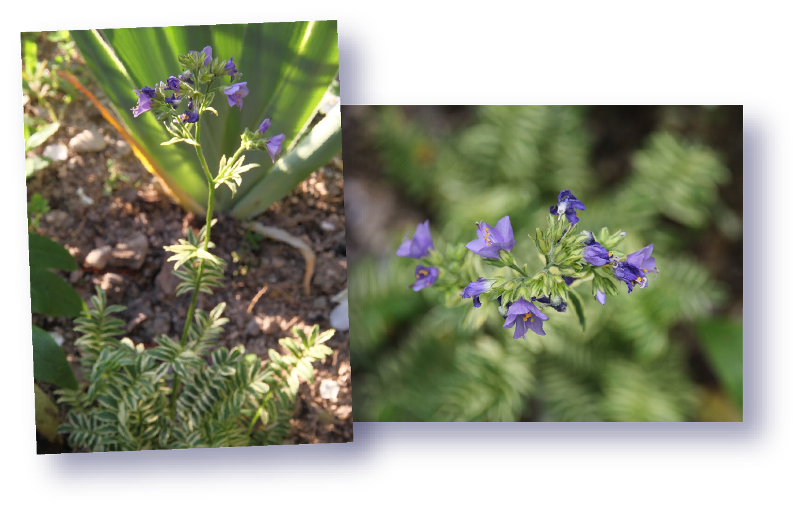 polemonium brise d anjou