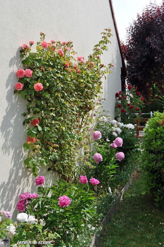 Pivoines et rosiers