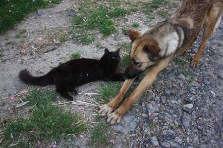 2009_05_24_Le_chat_avec_Kapy_le_chien