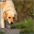 Golden_Retriever_by_daexo