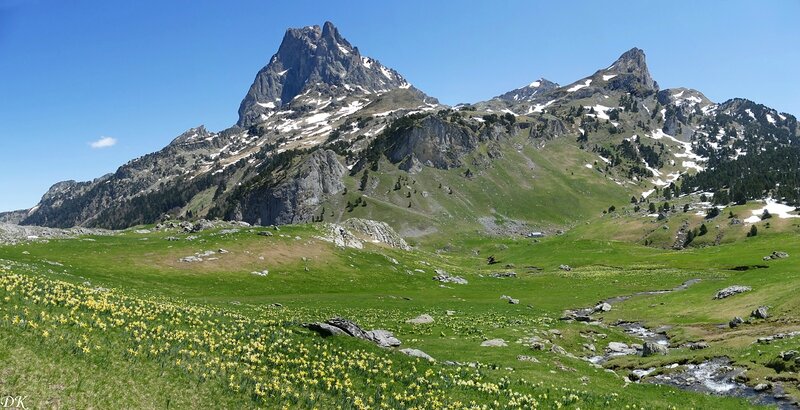 Ossau et jonquilles_modifié-2