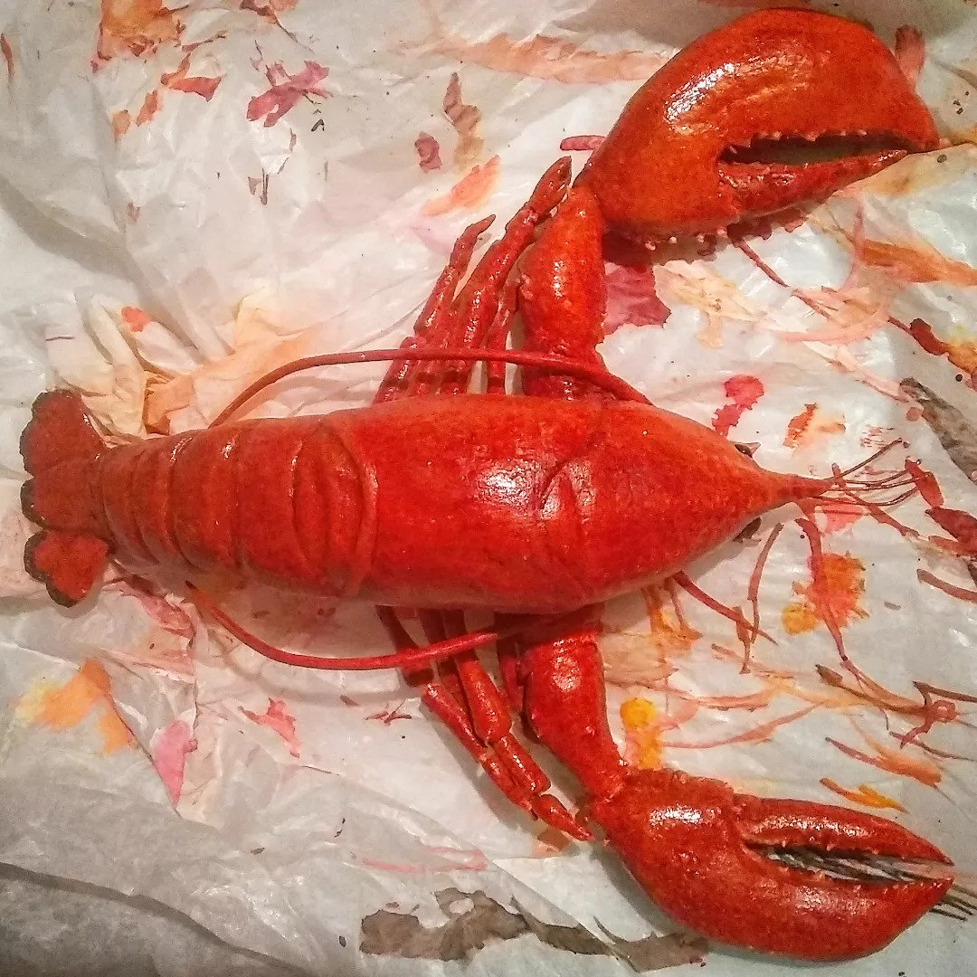 Homard, work in progress