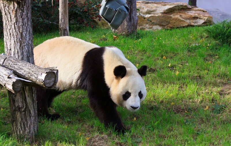 111-Panda Geant