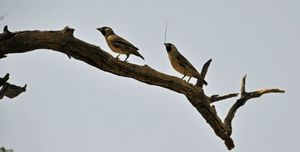 Botswana kalahari 2012 album j-p (162)