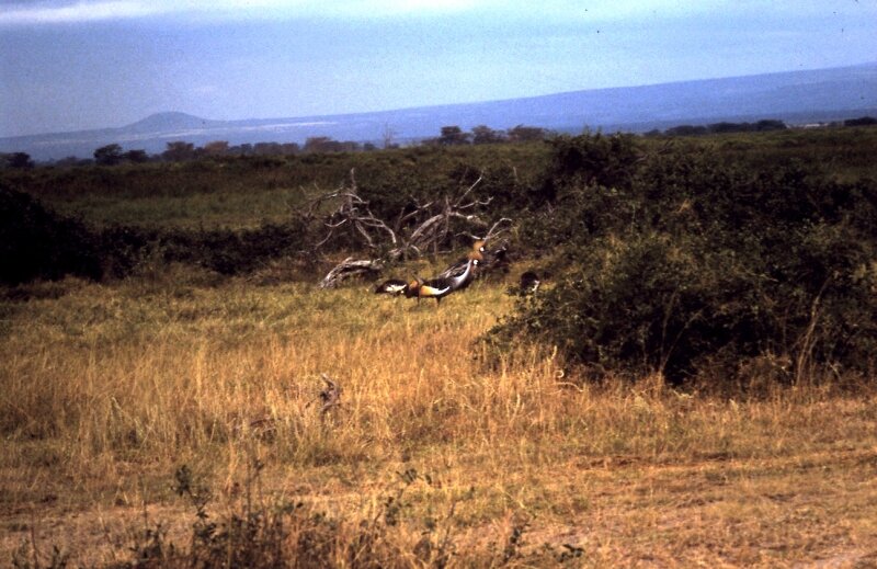 amboseli oiseaux r