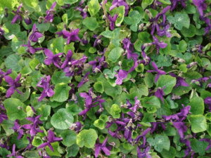 violette_fleur