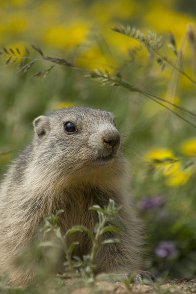 3588l-marmotte-des-alpes-marmota-marmota