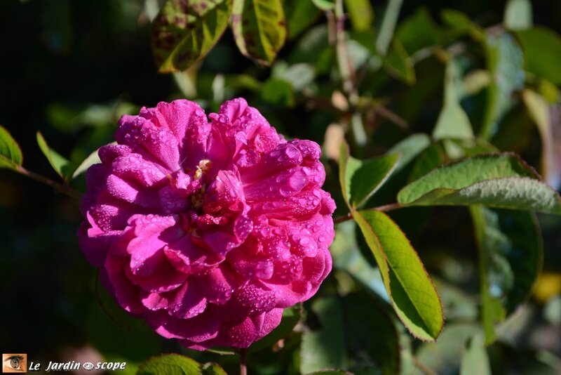 Rose-de-Resht