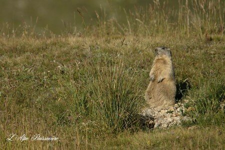 Redimensionnement_de_Marmotte