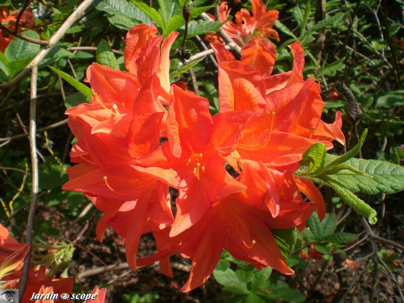 Fleurs de Rhododendron