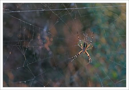 argiope_toile_soir_120909