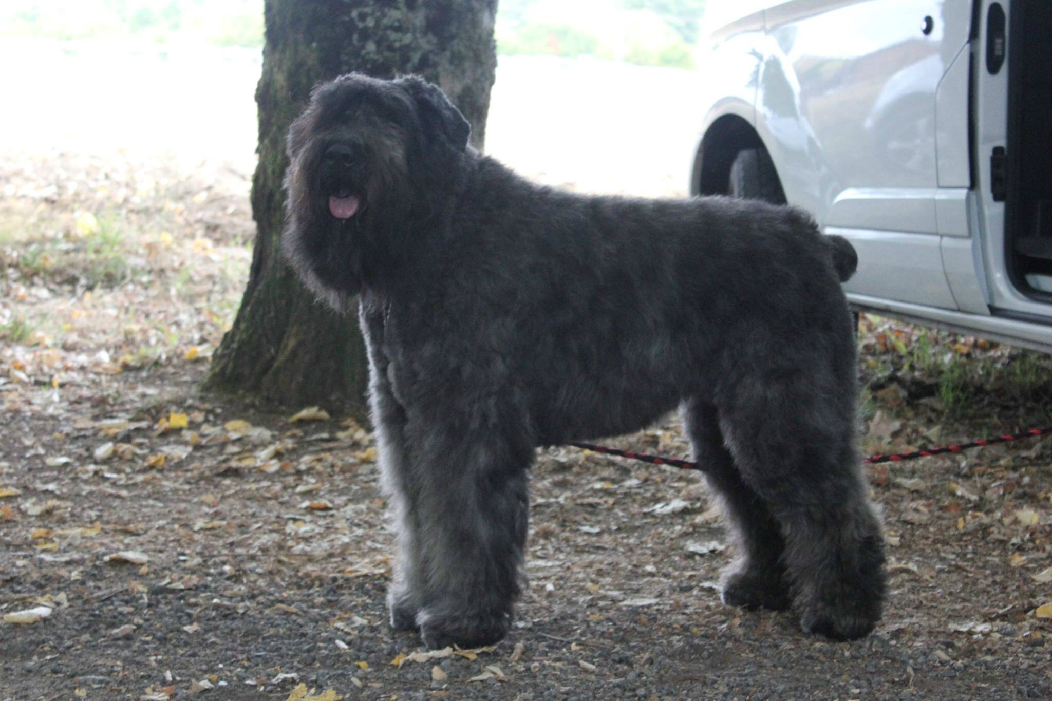 JOYCE DE LA DULLAGUE 3 ans à P.BAGUET (BELGIQUE )