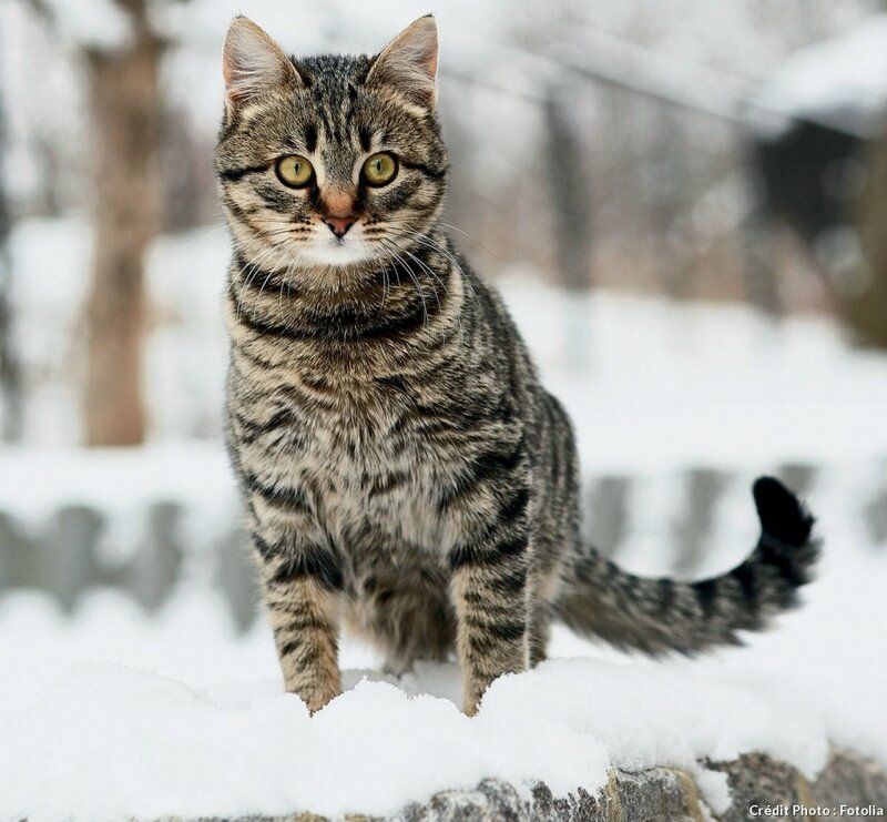 chat dans la neige