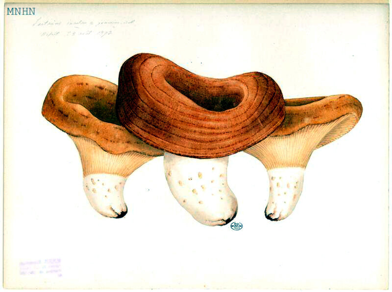 127 Lactarius insulsus zonarius v scrobipes