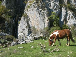 Plateau de Sanchèse, poney (64)