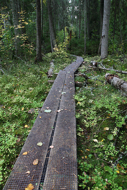 Chemin forestier, Estonie