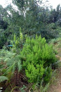 Bruyère arborecente, Erica Arborea