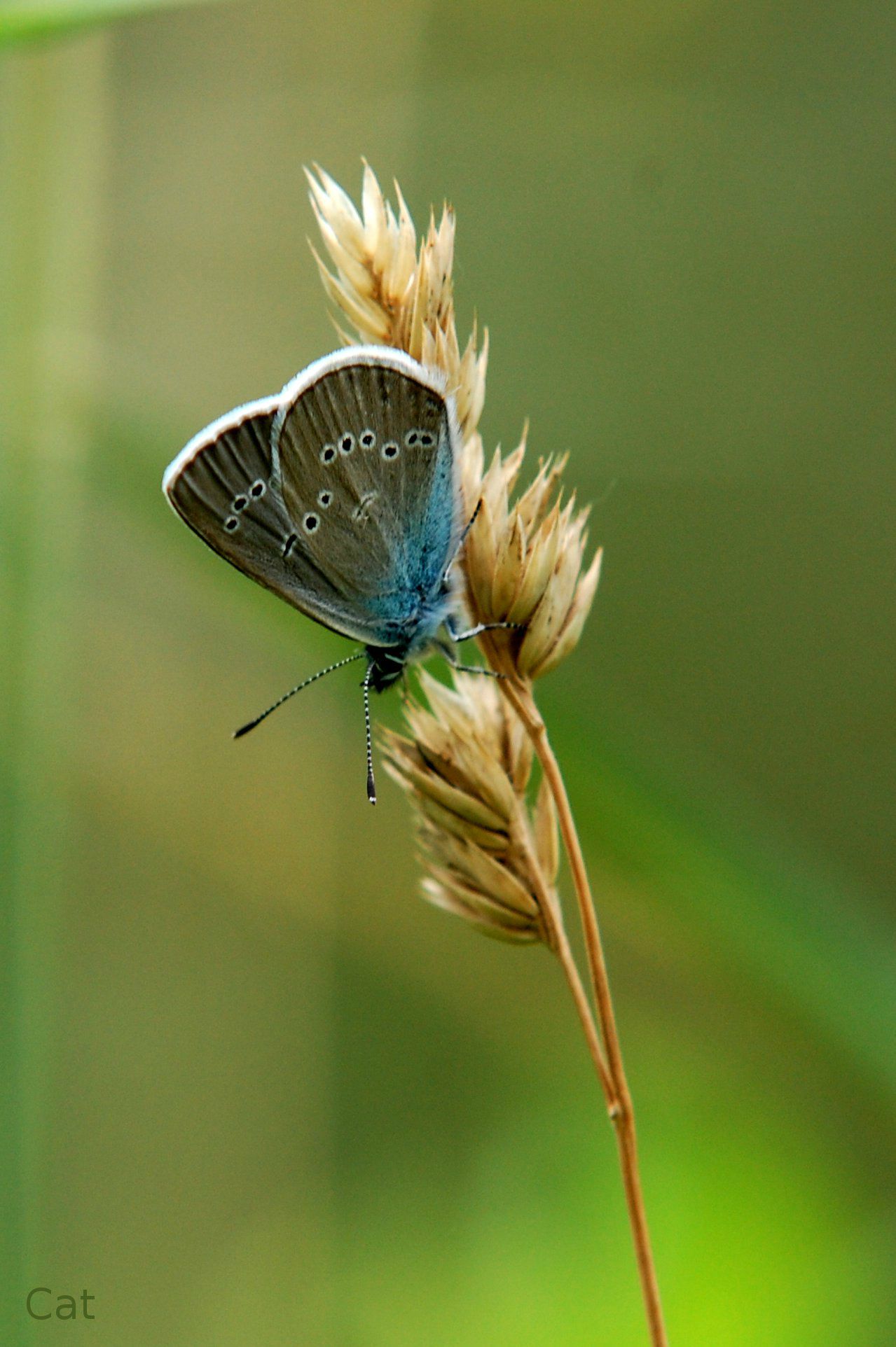 2012-07-papillon01