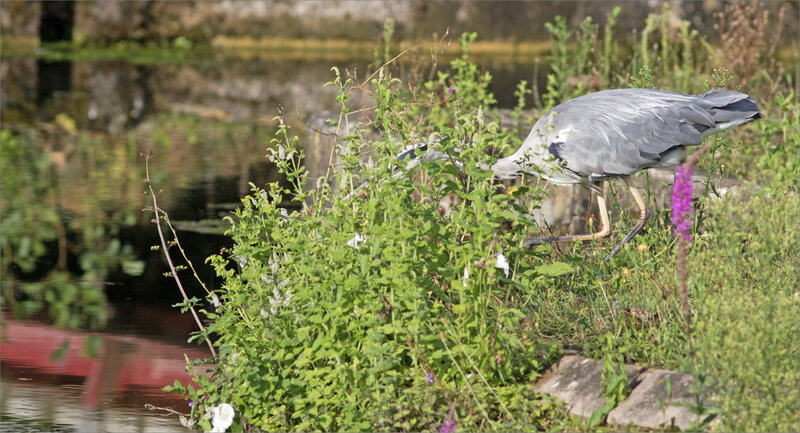 Oiseau héron pêche matin 120819 ym 1 position attaque