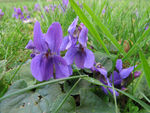 violettes_mars