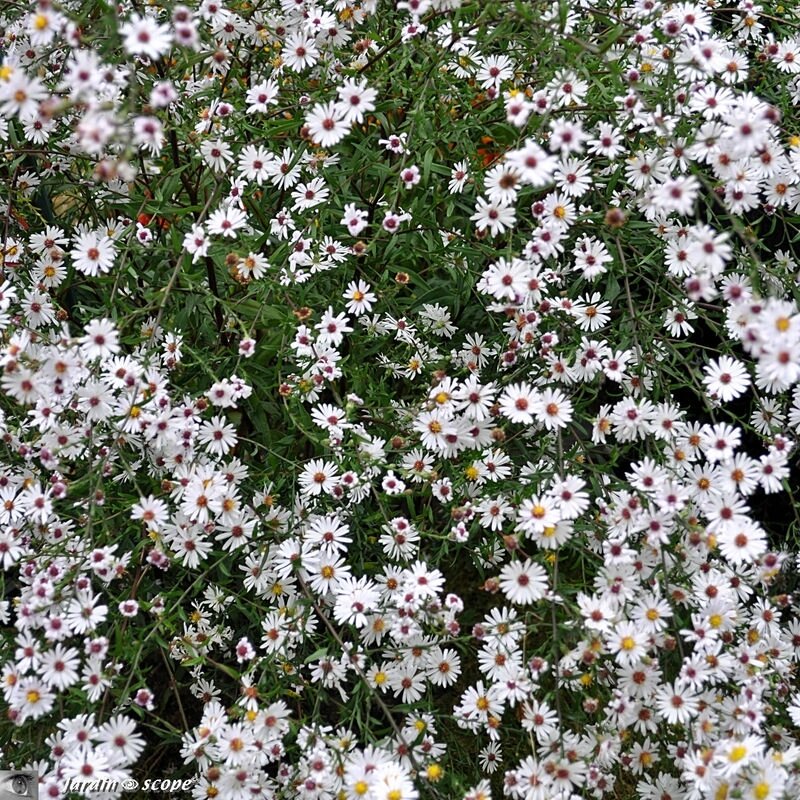 Aster Beauté du Nord