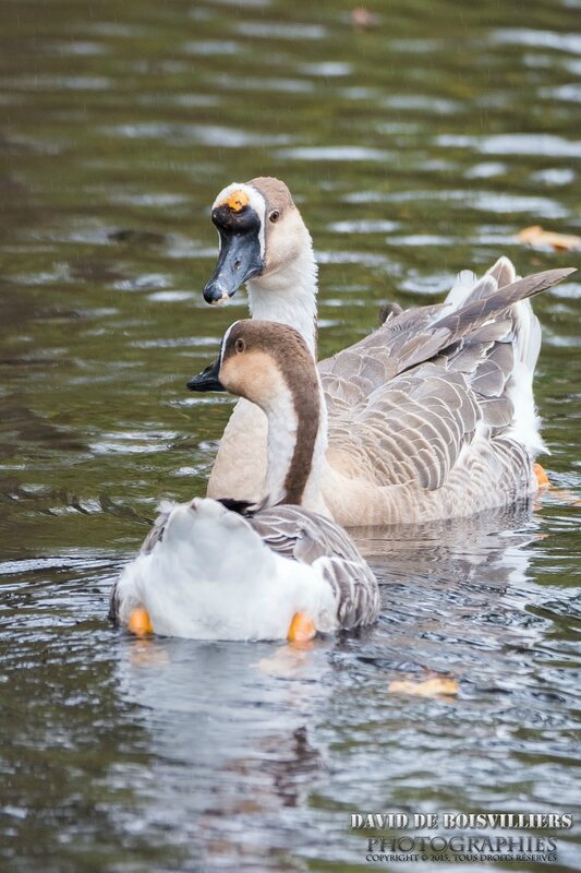 Oie cygnoïde (Anser cygnoides - Swan Goose) Ad. + Juv