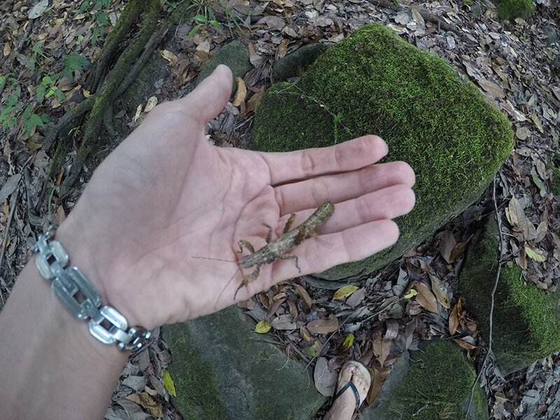 Prisopus piperinus - Immature