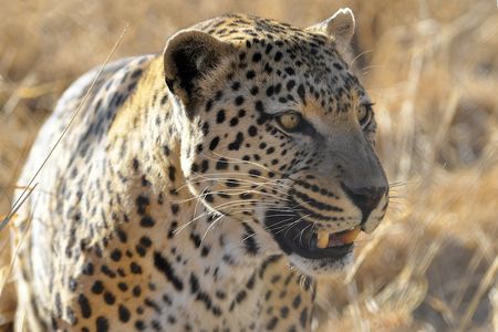 Léopard, réserve d'Okambara, Namibie (2)