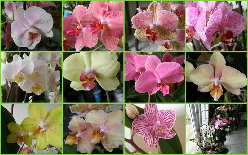 Orchidées juin 2014