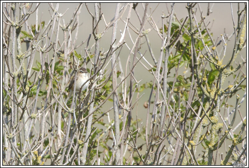 Phragmite des joncs