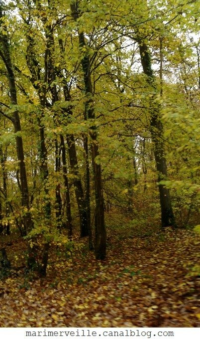 promenade en forêt - automne - Marimerveille