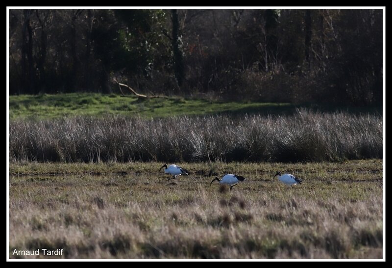 00644 Oléron Février 2019 - Marais de Brouage - Côté Droit