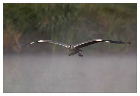 ville lulu heron vol brume matin 140412 5 2